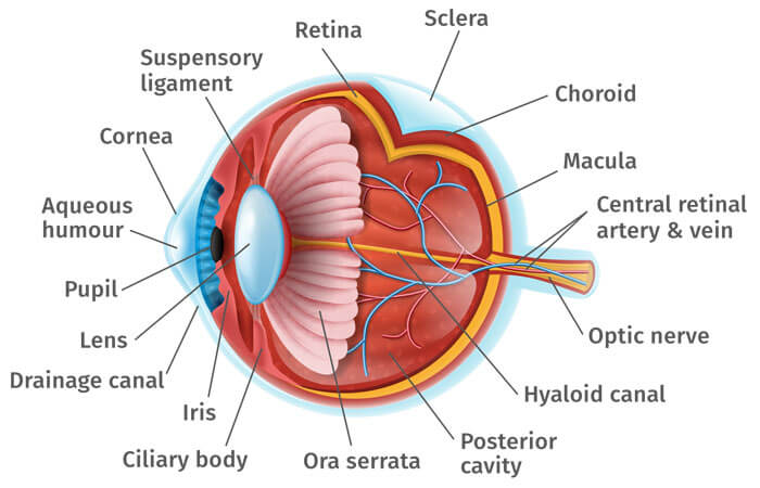 Eye Diagram Detailed diagram of the eye